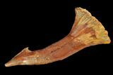 Fossil Sawfish (Onchopristis) Rostral Barb - Morocco #145596-1